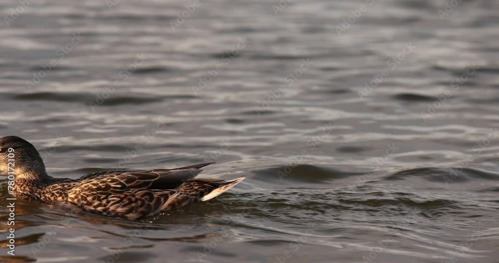 wild ducks swimming on the lake at sunset, wild birds ducks while feeding at sunset wild ducks swimming on the lake at sunset, wild birds ducks while feeding at sunset