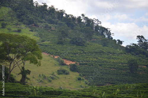 Beautiful view of the coffee plantation in the hills and hills in the interior of Brazil 