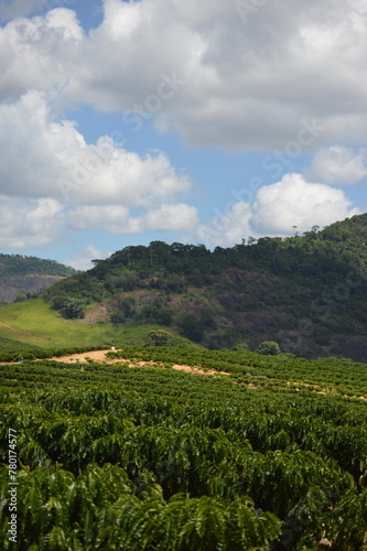 Beautiful view of the coffee plantation in the hills and hills in the interior of Brazil 