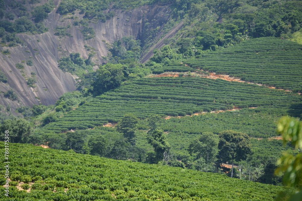 Beautiful view of the coffee plantation in the hills and hills in the interior of Brazil
