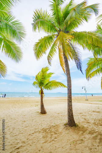 Coconut forest beach scenery at Coconut Dream Corridor in Sanya  Hainan  China