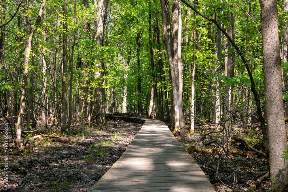 Scenic woodland path flanked by lush greenery and trees in Canada Scenic woodland path flanked by lush greenery and trees in Canada