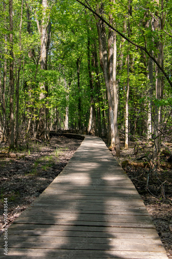 Scenic woodland path flanked by lush greenery and trees in Canada Scenic woodland path flanked by lush greenery and trees in Canada