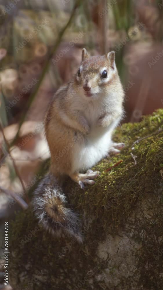 A chipmunk takes a look around. Vertical video.