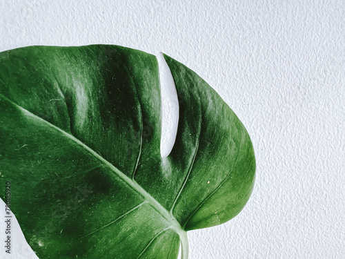 Monstera leaf on the white background