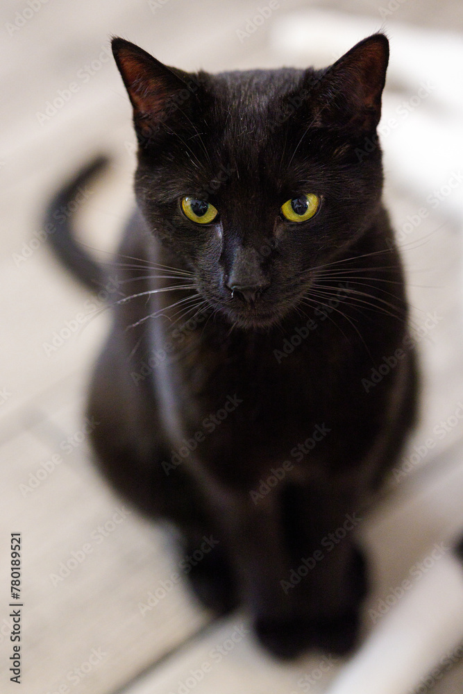 Gato negro mirando fijamente algo
