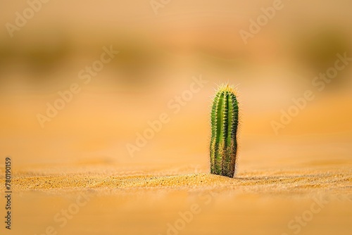 A lone small cactus in the center of a vast desert of smooth