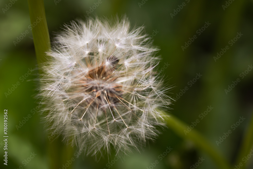 Fototapeta premium たんぽぽ綿毛