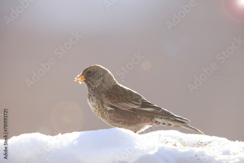  Asian rosy finch or Asian rosy-finch (Leucosticte arctoa brunneonucha ) is a species of finch in the family Fringillidae. This photo was taken in Honshu, Japan. photo