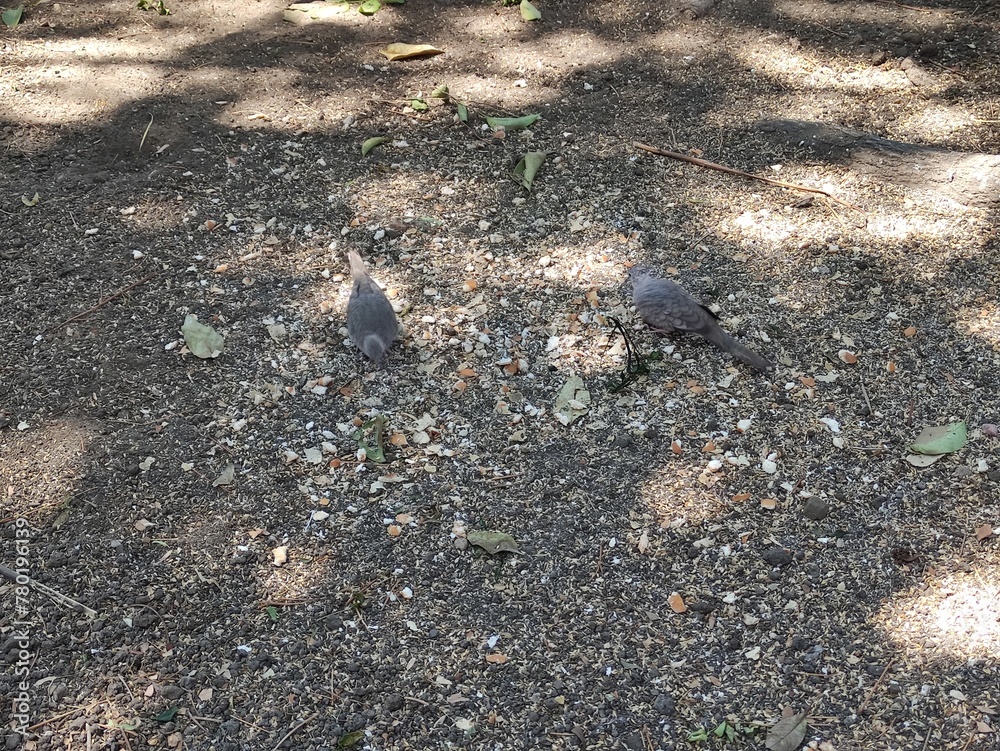 Two gray birds resting in the shade of the trees, Dos pájaros de color grises descansando en la sombra de los árboles
Two gray birds resting in the shade of the trees, Dos pájaros de color grises descansando en la sombra de los árboles