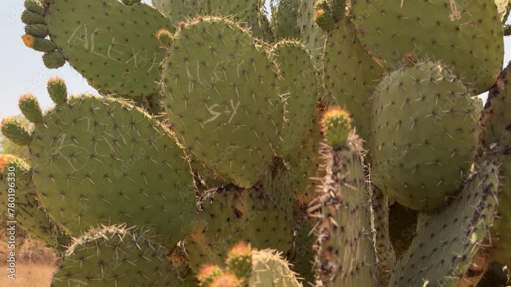 movimiento de cámara sobre planta de nopal en México movimiento de cámara sobre planta de nopal en México