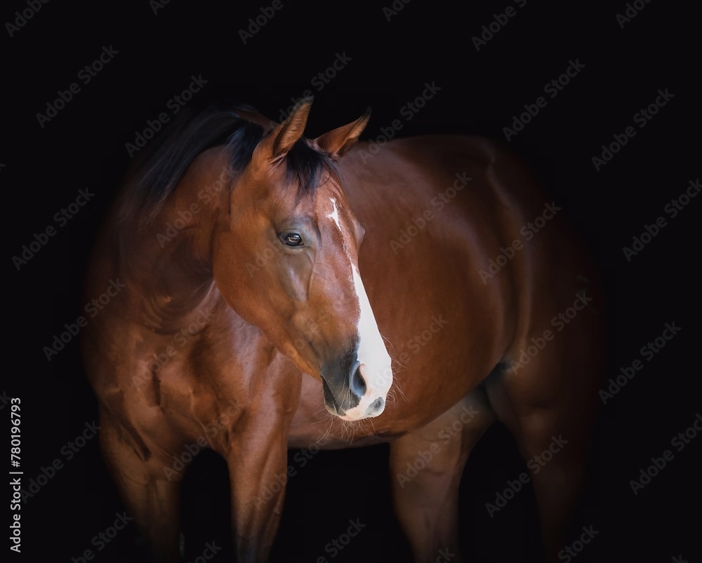 Obraz premium Portrait of a beautiful black horse on a black background, Horse on dark backround.