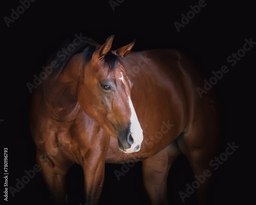 Fototapeta Naklejka Na Ścianę i Meble -  Portrait of a beautiful black horse on a black background, Horse on dark backround.