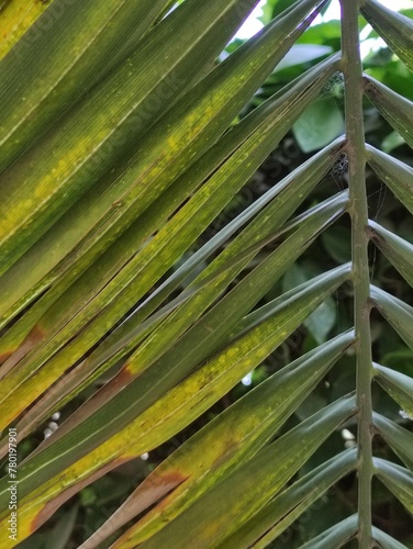 palm tree leaves  hojas de palmera 