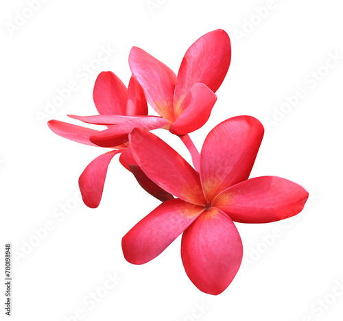 Plumeria or Frangipani or Temple tree flower. Close up pink-red plumeria flowers bouquet isolated on transparent background.	