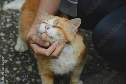 Close-up of a happy orange pet cat being petted by human hand, conveying affection and companionship photo