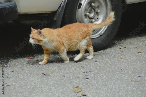 An orange and white wandering stray cat walks cautiously on a road beside a vehicle