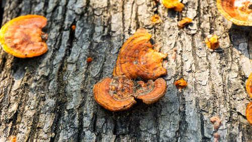 Ganoderma is a genus of polypore fungi in the family Ganodermataceae found in the trunk of tree, They are sometimes called shelf mushrooms or bracket fungi. sometime use for medicine photo