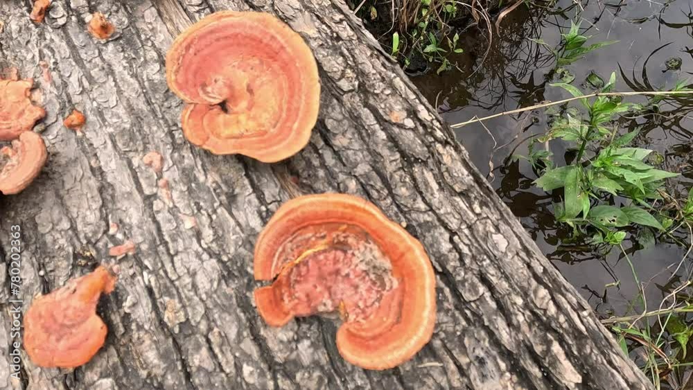 Ganoderma is a genus of polypore fungi in the family Ganodermataceae found in the trunk of tree, They are sometimes called shelf mushrooms or bracket fungi. sometime use for medicine Ganoderma is a genus of polypore fungi in the family Ganodermataceae found in the trunk of tree, They are sometimes called shelf mushrooms or bracket fungi. sometime use for medicine