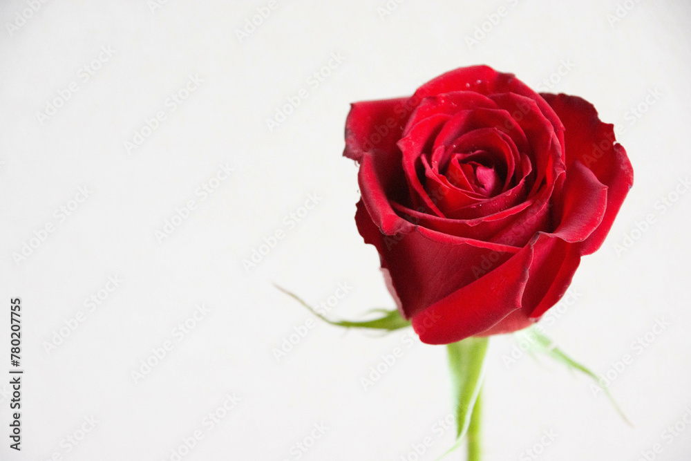 赤い薔薇 赤い薔薇