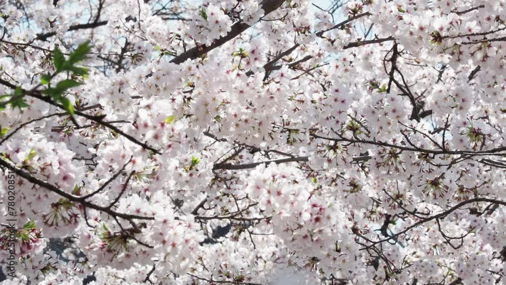 春の公園の満開の桜の風景 春の公園の満開の桜の風景