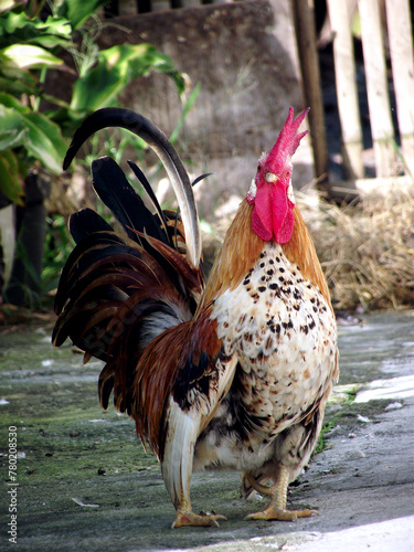 close-up photo of a kate rooster