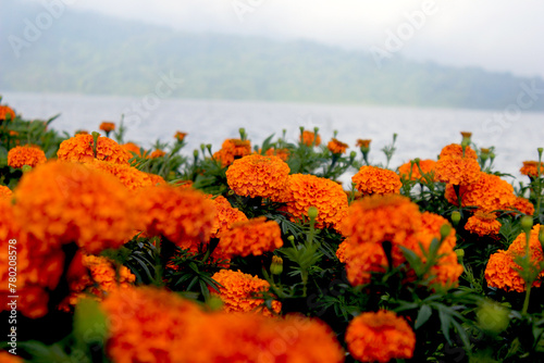 Marigold flower in Bratan Lake, Pura Ulun Danu, Tabanan, Bali, Indonesia photo