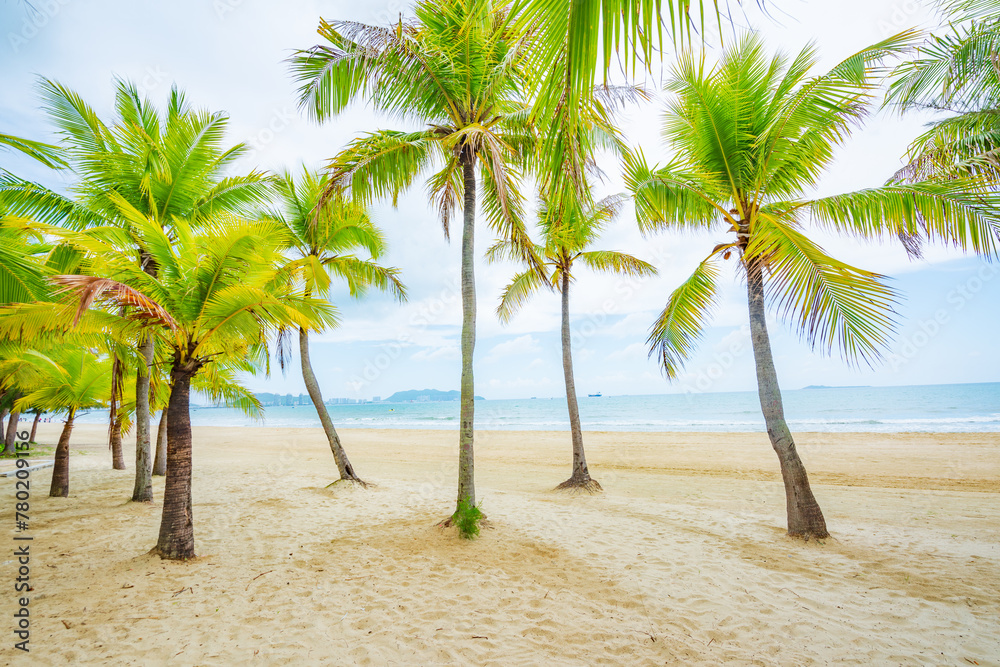 Coconut forest beach scenery at Coconut Dream Corridor in Sanya, Hainan, China Coconut forest beach scenery at Coconut Dream Corridor in Sanya, Hainan, China