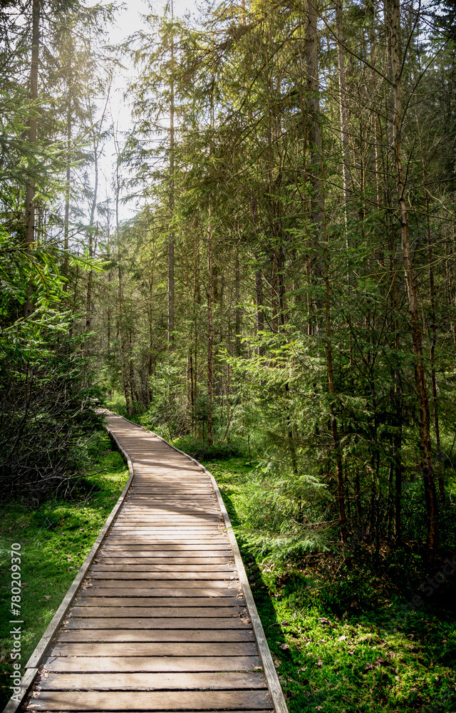 Fototapeta premium Wooden Walkway in the Midst of Adrspach Teplice Forest