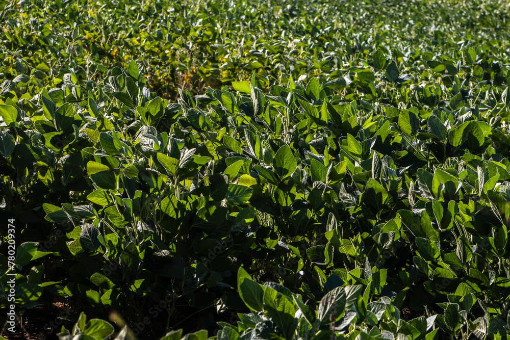 Fototapeta premium Rural landscape with fresh green soy field. Soybean field, in Brazil.