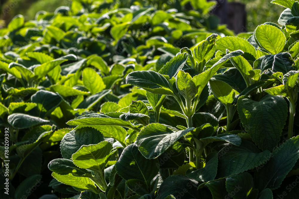 Selective focus of Boldo. Green plant named Boldo da Terra in Brazil. Plant used to make tea e products medicinais;