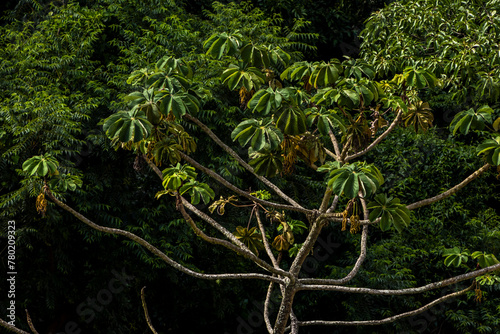 Embauba-do-brejo, Cecropia pachystachya, in Brazil. It belongs to the stratum of pioneer plants of the Atlantic forest in Brazil photo