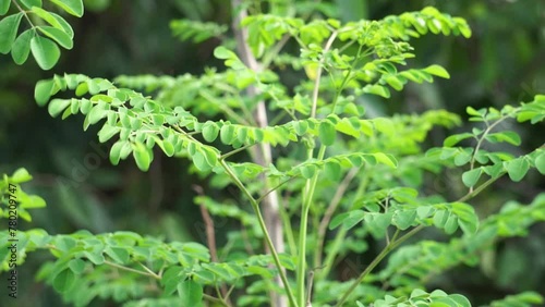 Kelor (merunggai, Moringa oleifera, drumstick tree, horseradish tree, malunggay) leaves. The leaves of this plant are usually used for cooking and traditional medicine photo