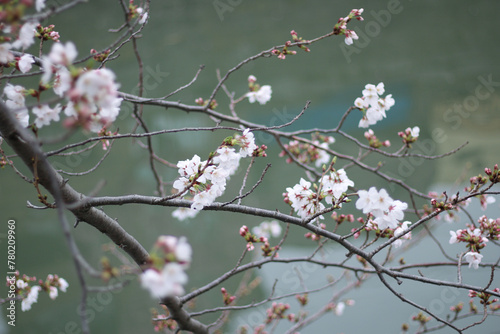 桜