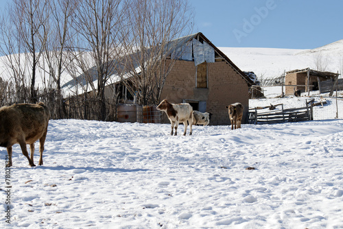 Cows against the background of snow-capped mountains in Kazakhstan. Domestic cattle near the old barn.