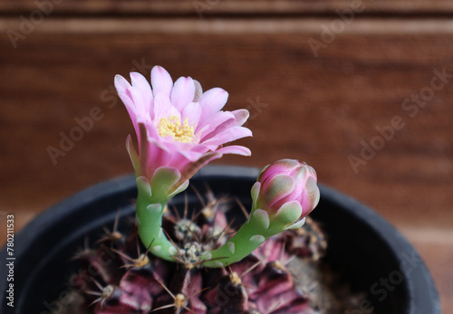 pink cactus flowers Gymnocalycium Paired with the same flower buds in a black pot with a brown wood pattern background.

 photo