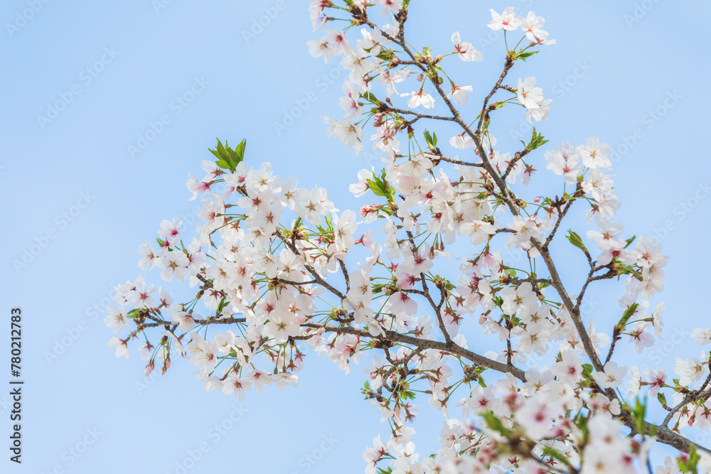 Cherry blossoms in full bloom in the warm spring sunlight. Japanese cherry, Sakura Cherry blossoms in full bloom in the warm spring sunlight. Japanese cherry, Sakura