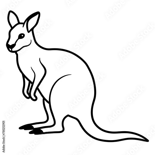 kangaroo illustration