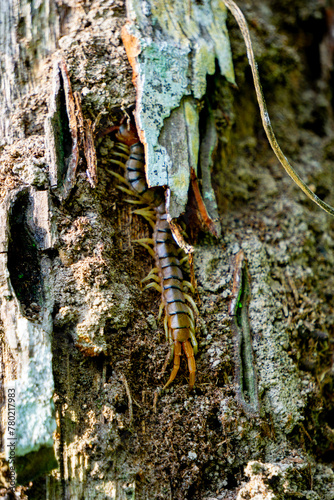 Brown centipedes (Lipan, kilopoda, kelabang) hide in dry wood photo