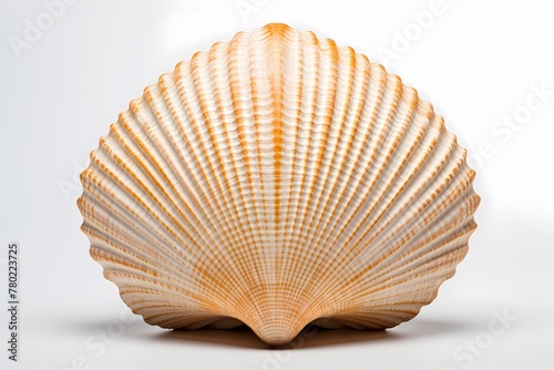 A single seashell with intricate patterns isolated on a white solid background