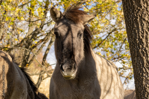 Semi wild horses (Tarpans) reintroduced in Bulgaria © georgigerdzhikov