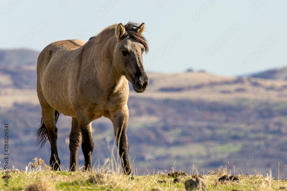 Semi wild horses (Tarpans) reintroduced in Bulgaria Semi wild horses (Tarpans) reintroduced in Bulgaria