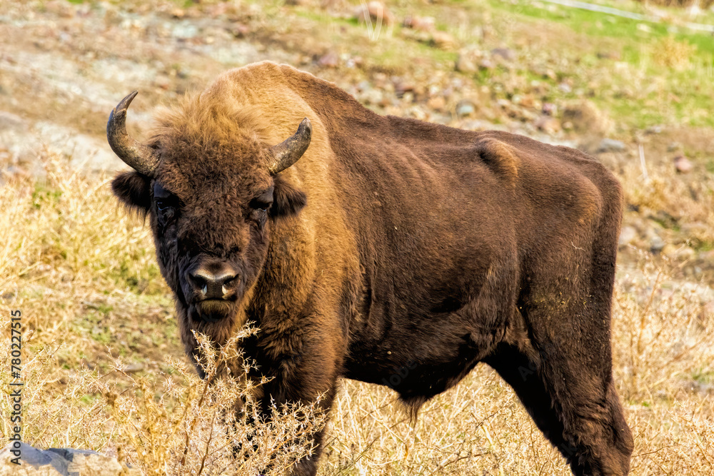 European Bison reintroduced on the Balkans European Bison reintroduced on the Balkans