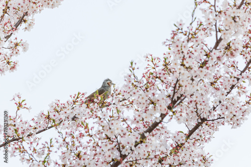 A brown-eared bulbul bird resting for a moment among the cherry blossoms in full bloom. Hypsipetes amaurotis, Japanese cherry, Sakura
