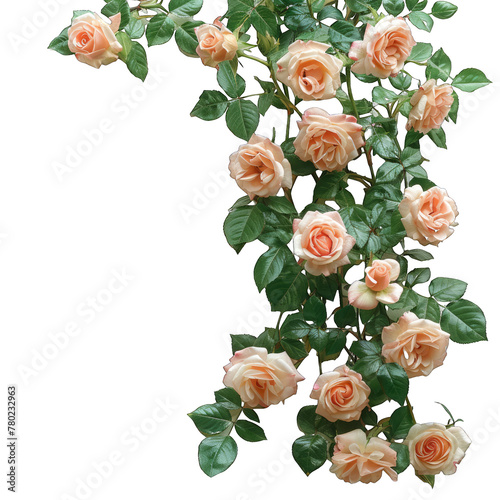 Rambling Roses climbing flower isolated on white  #780232963