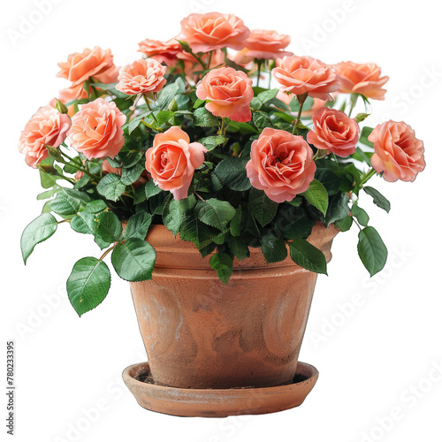 Patio Rose isolated 