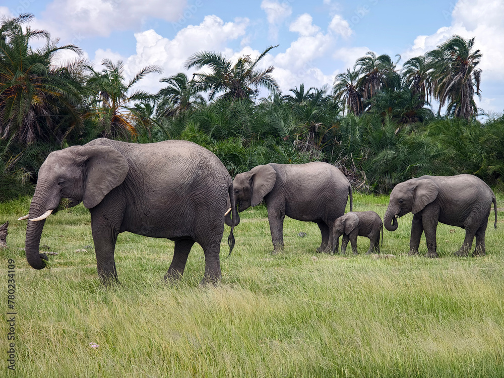 Fototapeta premium Young African Bush Elephants standing close together, amongst lush green grasses. They have been rolling in the red mud. Lake Amboseli, Kenya