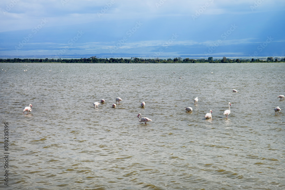 Group off Greater Flamingos in the alkaline waters of the Lake Amboseli At Amboseli National Park, Kenya