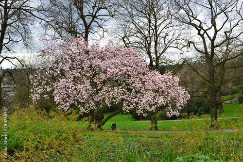 magnolien im botanischem garten wuppertal, deutschland photo