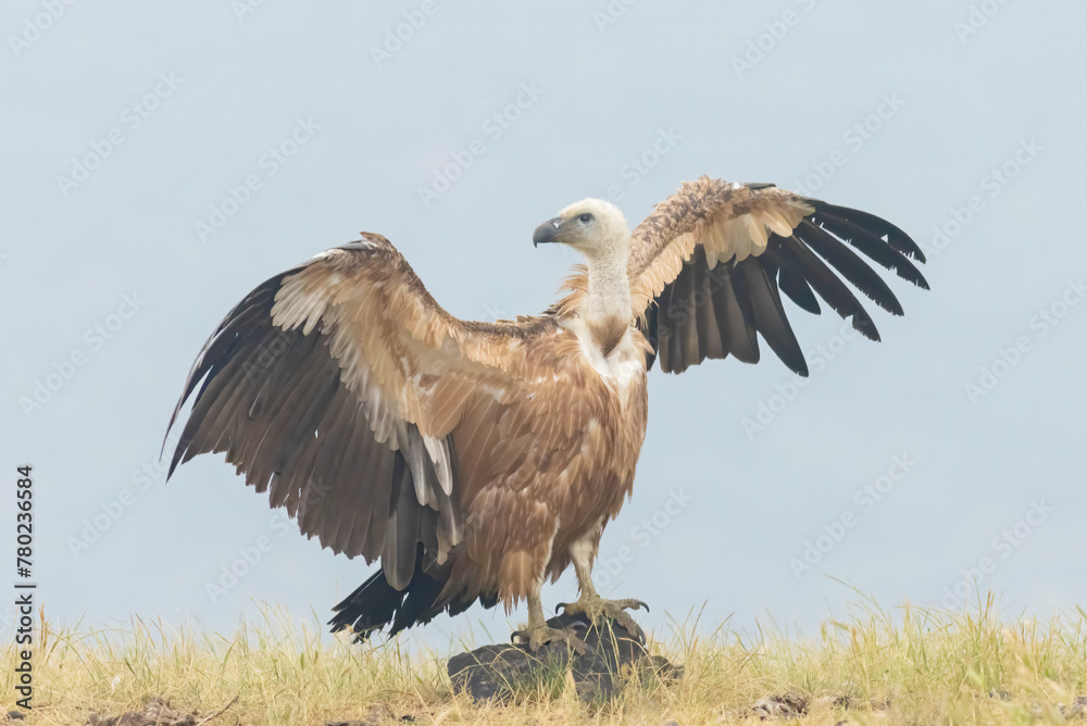 Griffon Vulture (Gyps fulvus) on feeding station Griffon Vulture (Gyps fulvus) on feeding station